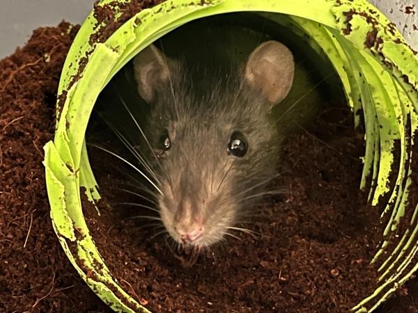 Enlarge Lily, a Adoptable Rat in Merrimack, NH image 1/1