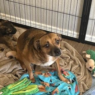 Enlarge Magnolia, a Adoptable Mixed Breed in Bentonville, AR image 1/6
