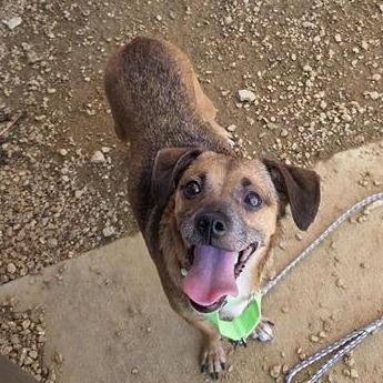Enlarge Magnolia, a Adoptable Mixed Breed in Bentonville, AR image 2/6