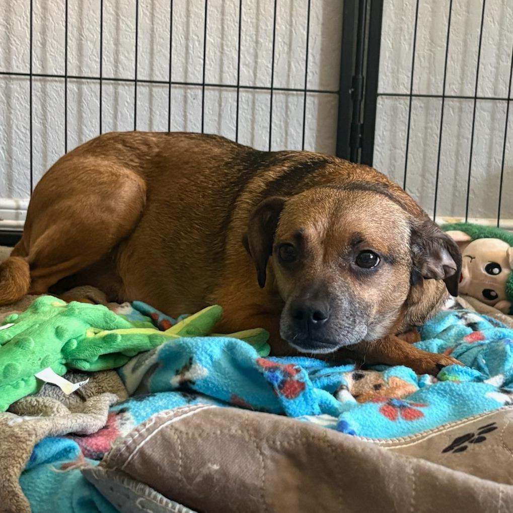 Enlarge Magnolia, a Adoptable Mixed Breed in Bentonville, AR image 3/6