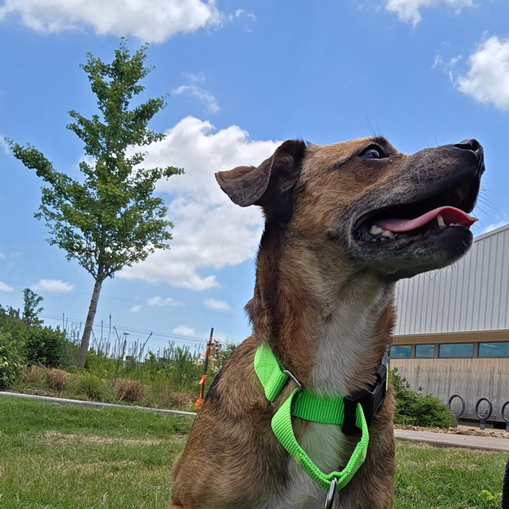 Enlarge Magnolia, a Adoptable Mixed Breed in Bentonville, AR image 4/6