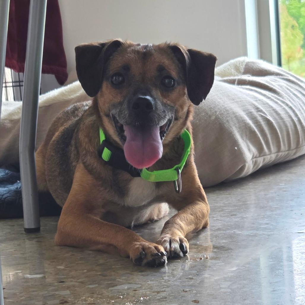 Enlarge Magnolia, a Adoptable Mixed Breed in Bentonville, AR image 5/6