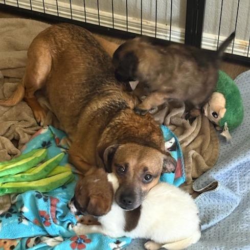 Enlarge Magnolia, a Adoptable Mixed Breed in Bentonville, AR image 6/6