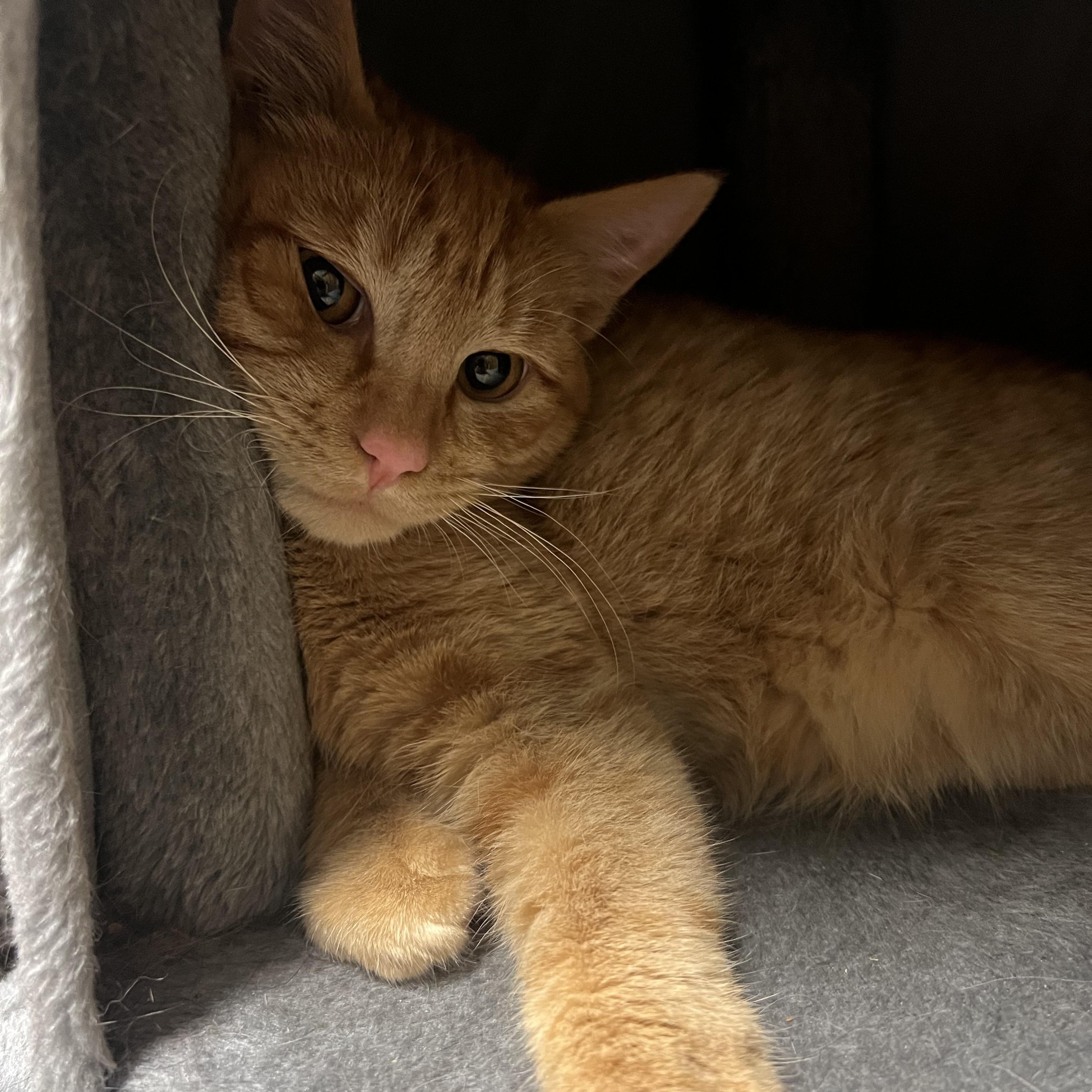 Alvin, adopted, Kitten Male Domestic Short Hair.