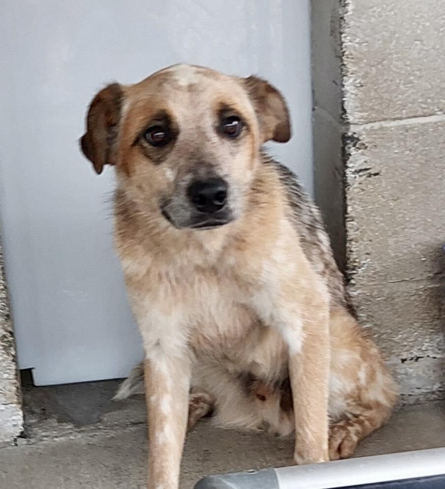 Gus, Adoptable, Adult Male Australian Cattle Dog / Blue Heeler.