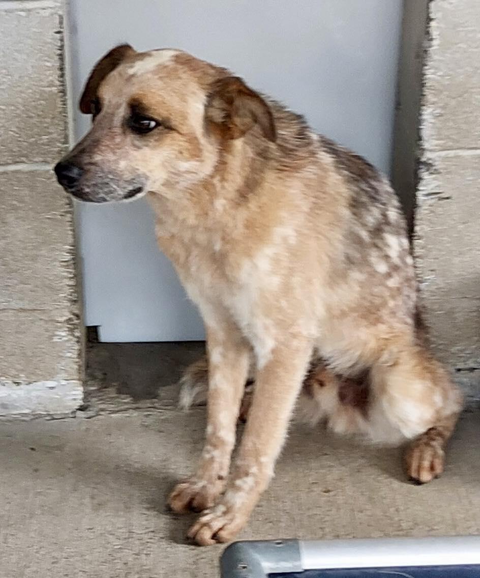 Gus, Adoptable, Adult Male Australian Cattle Dog / Blue Heeler.