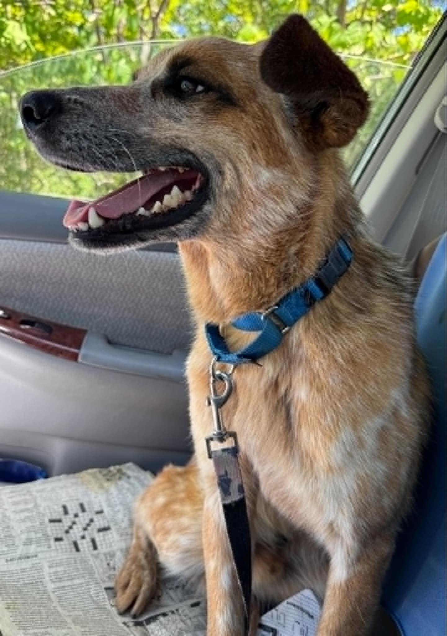 Gus, a Adoptable Australian Cattle Dog / Blue Heeler in Bradenton, FL image 3/5