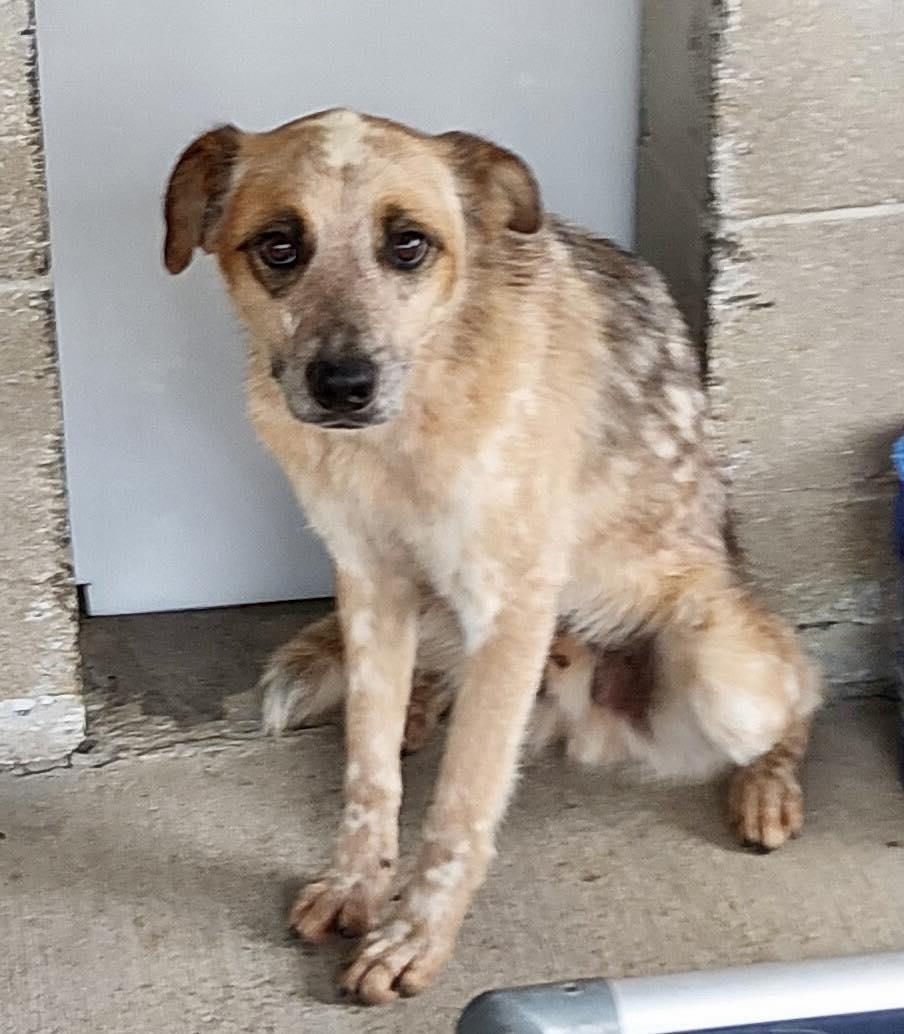 Gus, a Adoptable Australian Cattle Dog / Blue Heeler in Bradenton, FL image 4/5