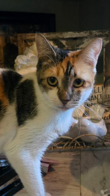 Enlarge Callie, a Adoptable Domestic Short Hair in Chilliwack, BC image 1/1