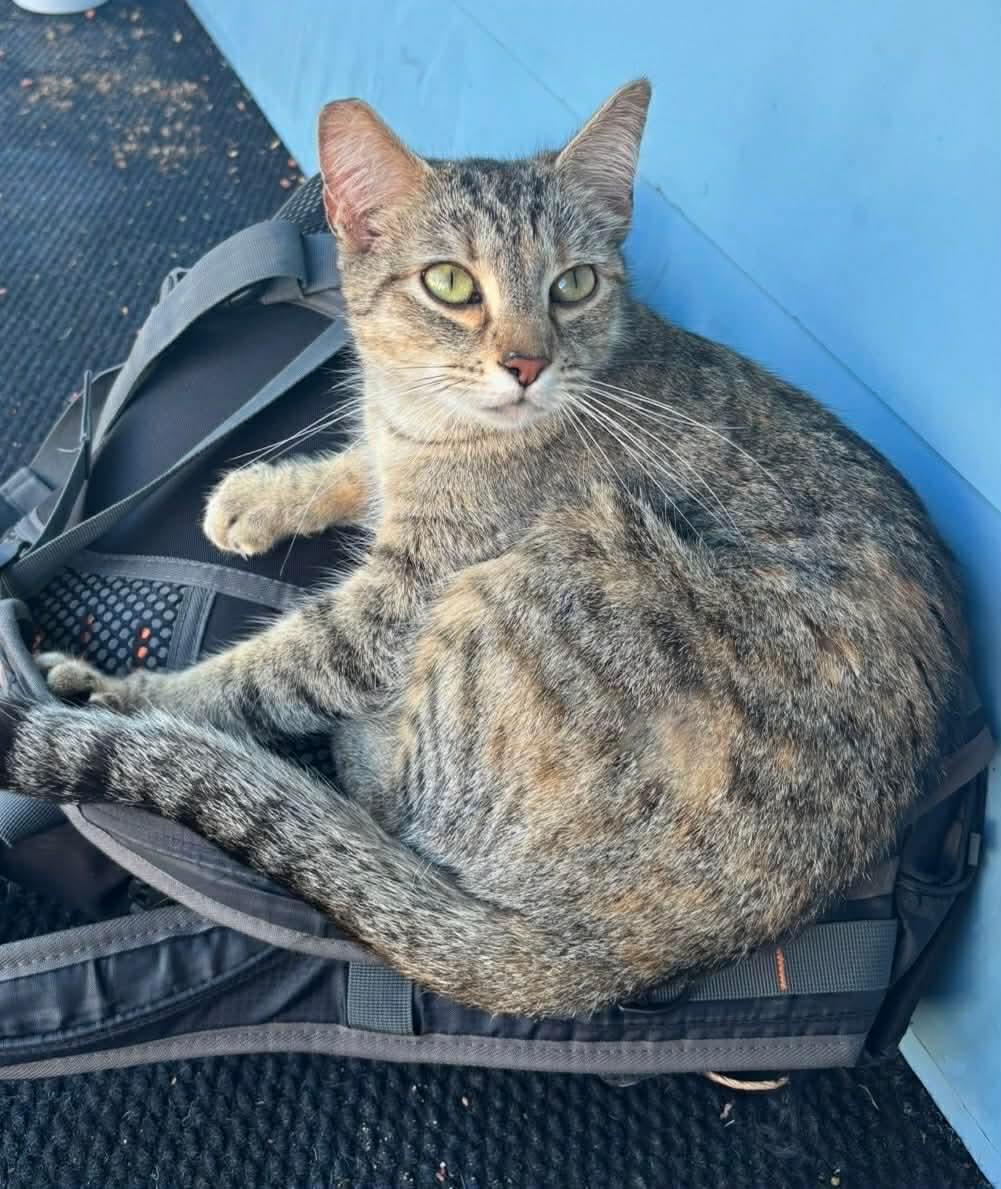 Winnie, a ADOPTABLE mixed breed in Gladstone, OR image 1/2