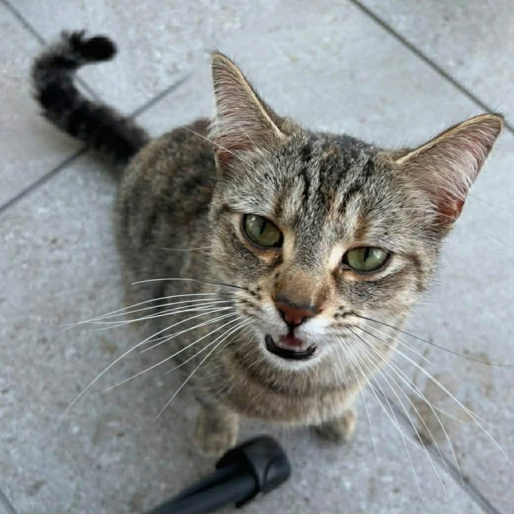 Winnie, a ADOPTABLE mixed breed in Gladstone, OR image 2/2