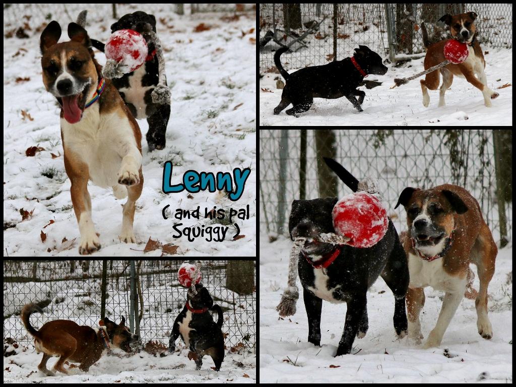 Enlarge Lenny, a Adoptable mixed breed in Shippenville, PA image 3/6