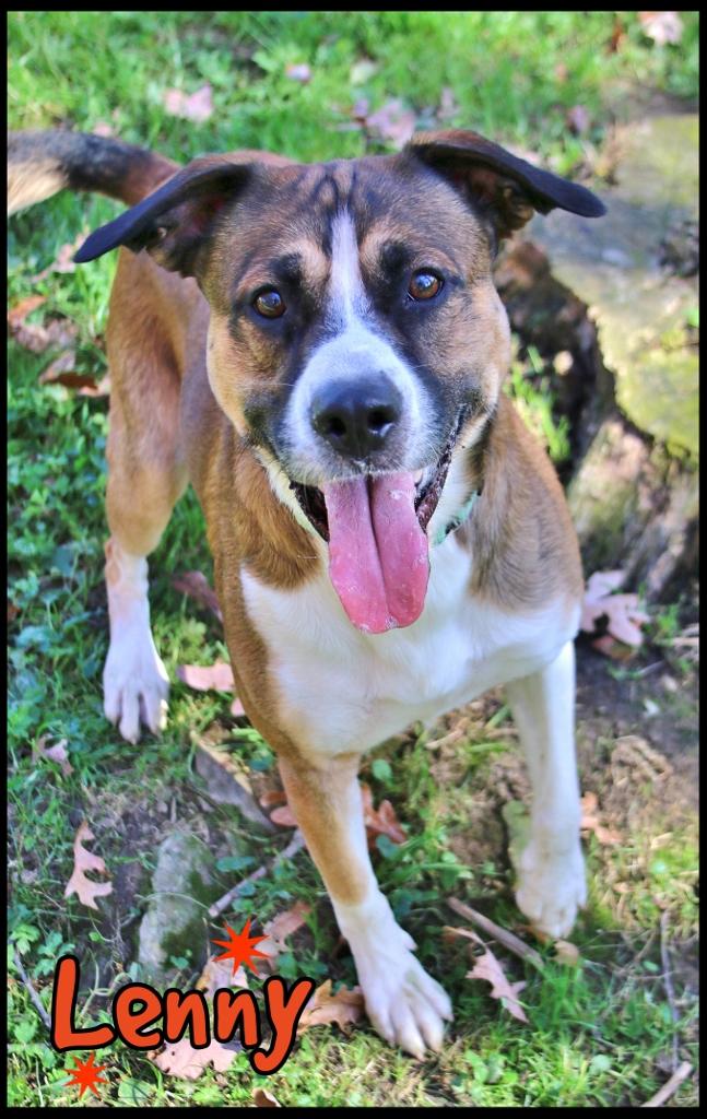 Enlarge Lenny, a Adoptable mixed breed in Shippenville, PA image 4/6
