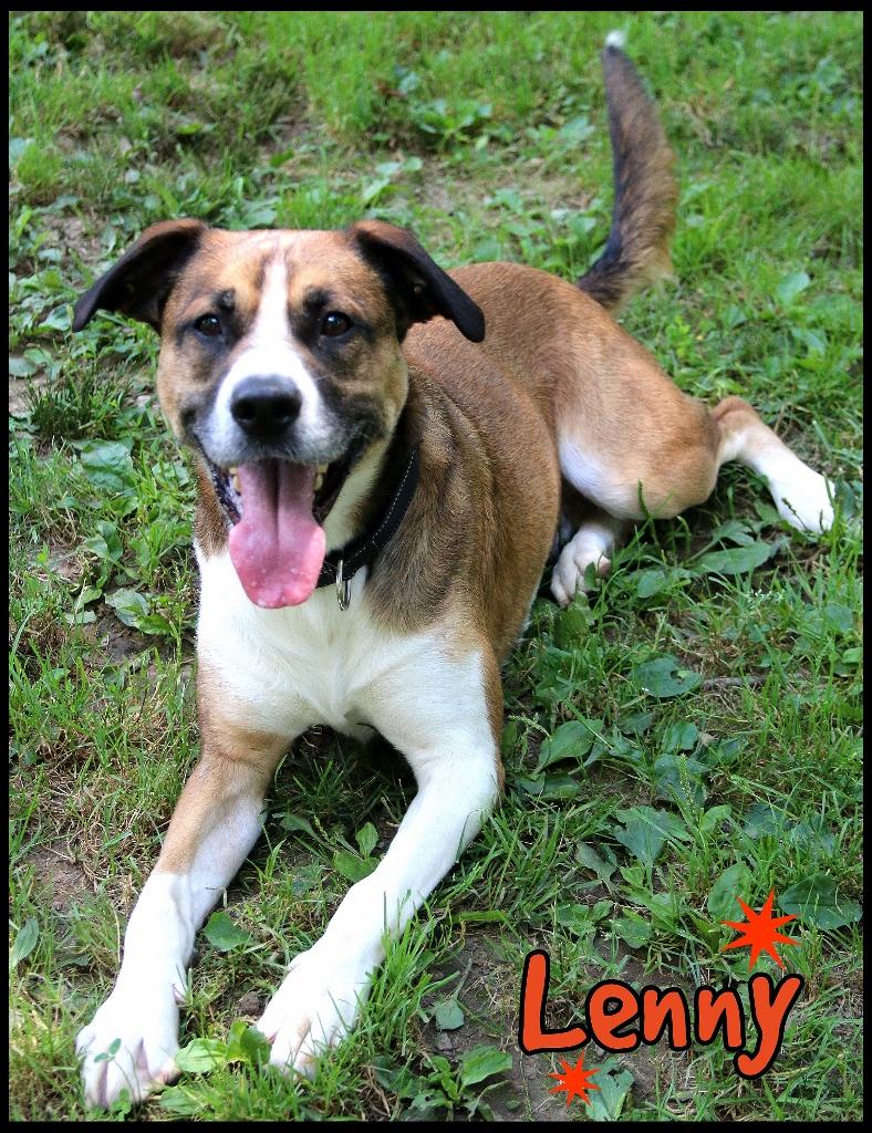 Enlarge Lenny, a Adoptable mixed breed in Shippenville, PA image 2/6