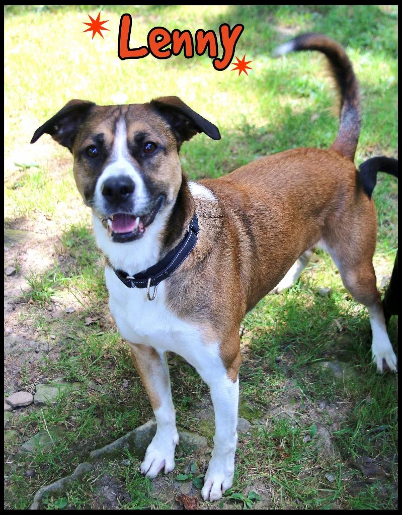 Enlarge Lenny, a Adoptable mixed breed in Shippenville, PA image 1/6
