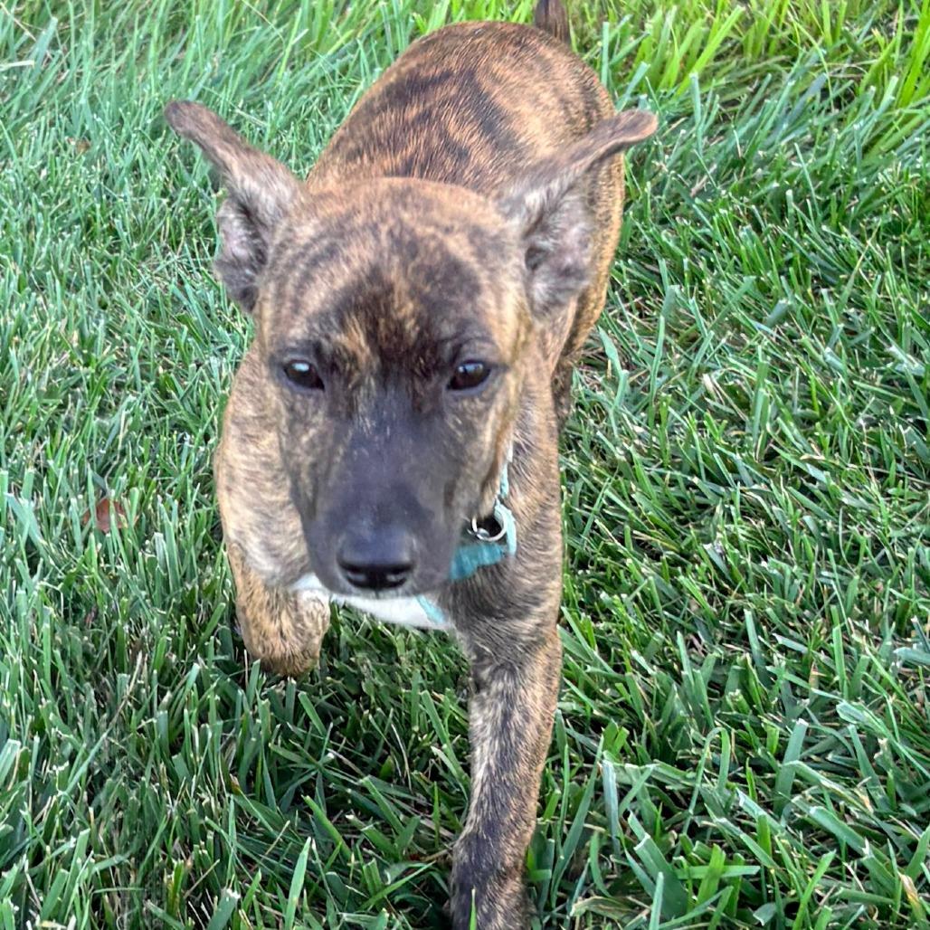 Enlarge Lucky, a Adoptable mixed breed in La Grange, KY image 3/6