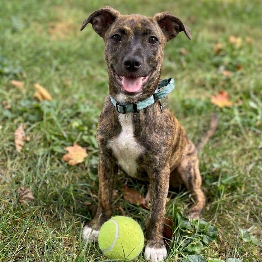Lucky, Adoptable, Puppy Male Black Mouth Cur & Terrier.
