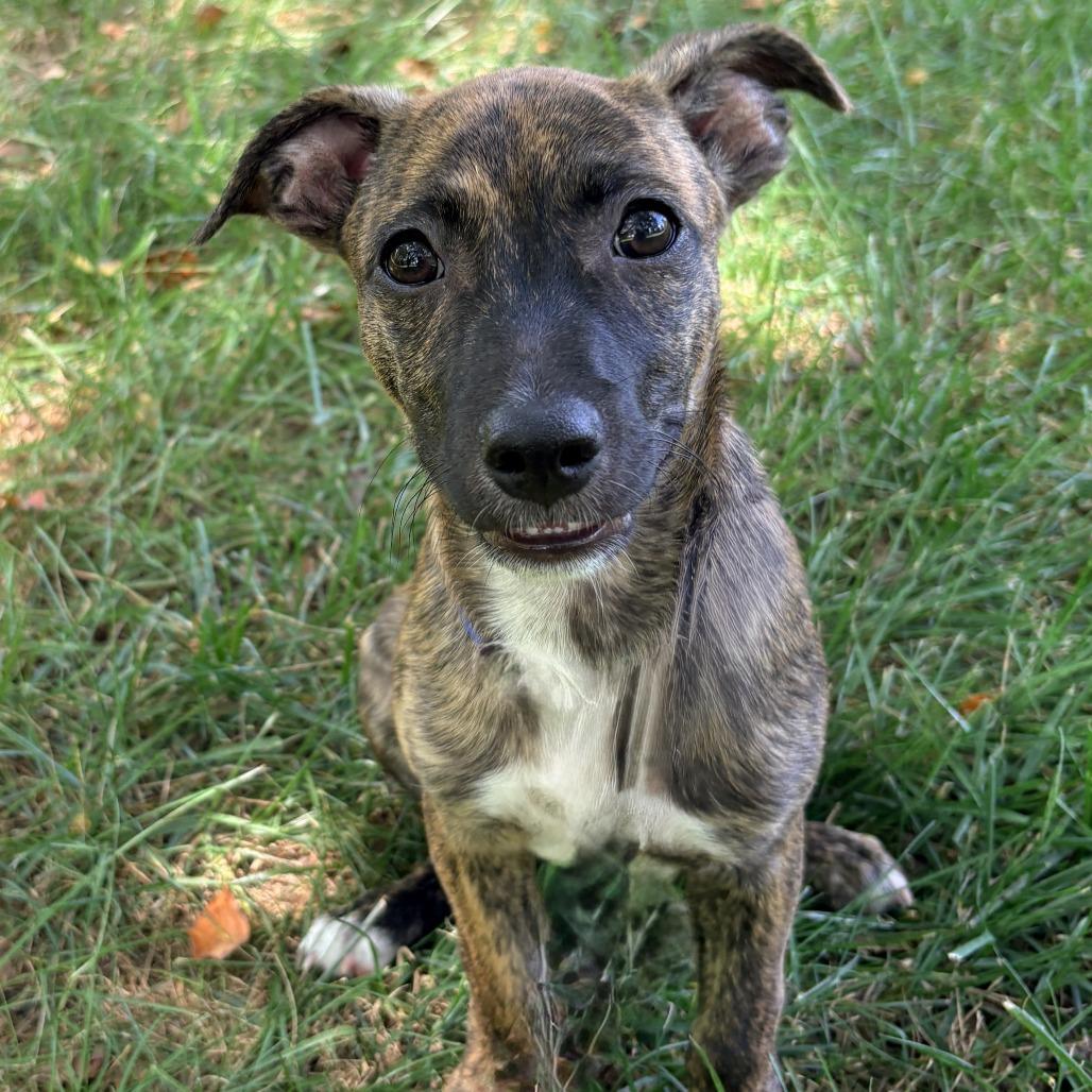 Enlarge Lucky, a Adoptable mixed breed in La Grange, KY image 5/6