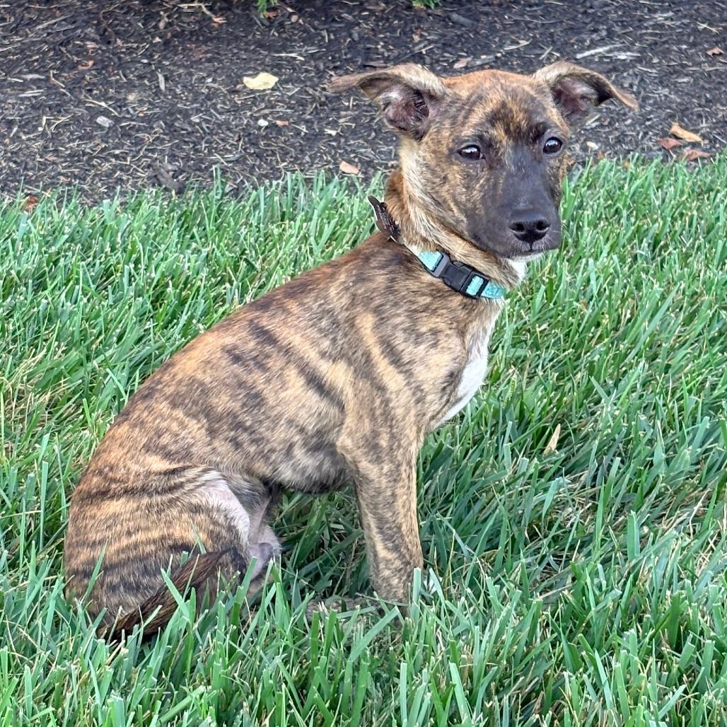 Enlarge Lucky, a Adoptable mixed breed in La Grange, KY image 2/6
