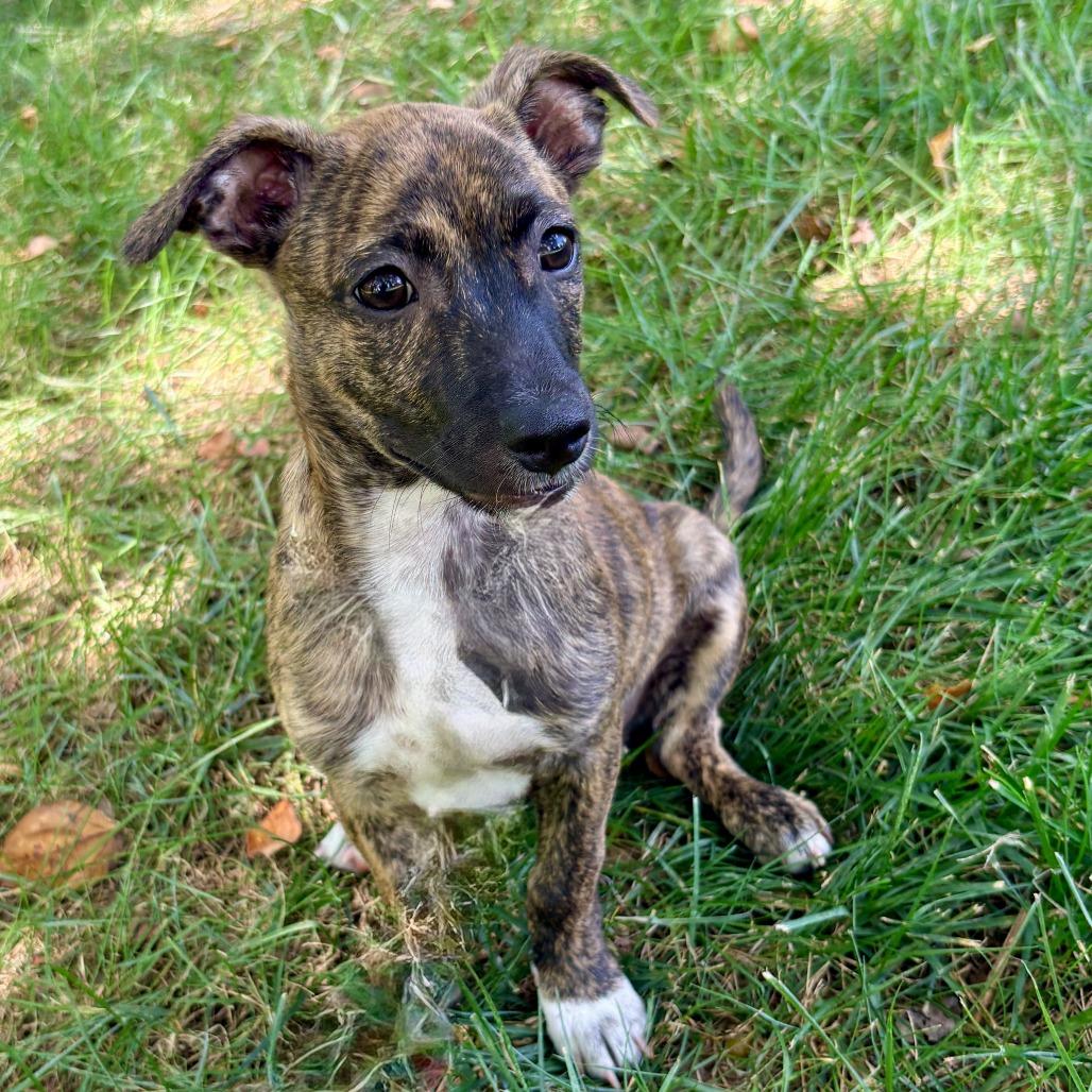 Enlarge Lucky, a Adoptable mixed breed in La Grange, KY image 6/6