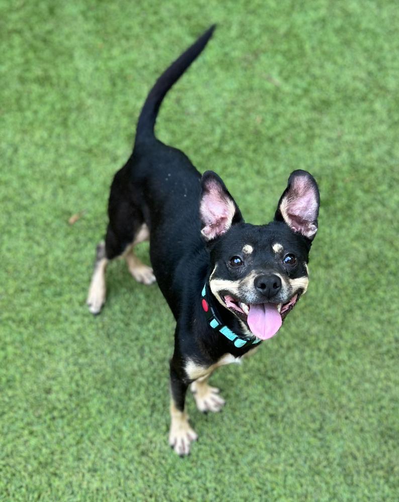 Calvin, Adoptable, Adult Male Mixed Breed.