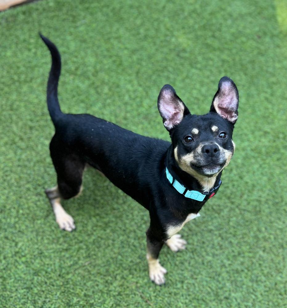 Calvin, a Adoptable mixed breed in Dunwoody, GA image 2/3