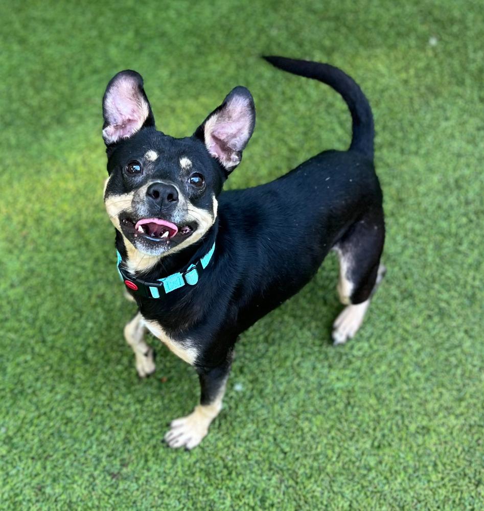 Calvin, a Adoptable mixed breed in Dunwoody, GA image 3/3