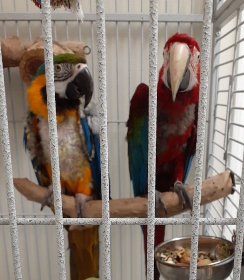 Zoey & Rae Rae, Adopted, Adult Female Macaw.