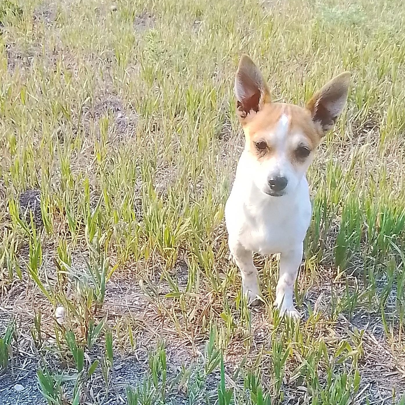 Toby, adopted, Puppy Male Chihuahua & Dachshund.
