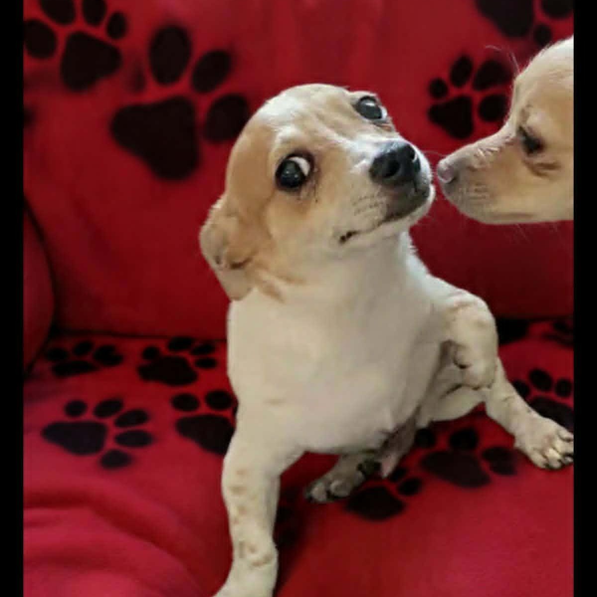 Toby, an adopted mixed breed in Marysville, WA image 2/5