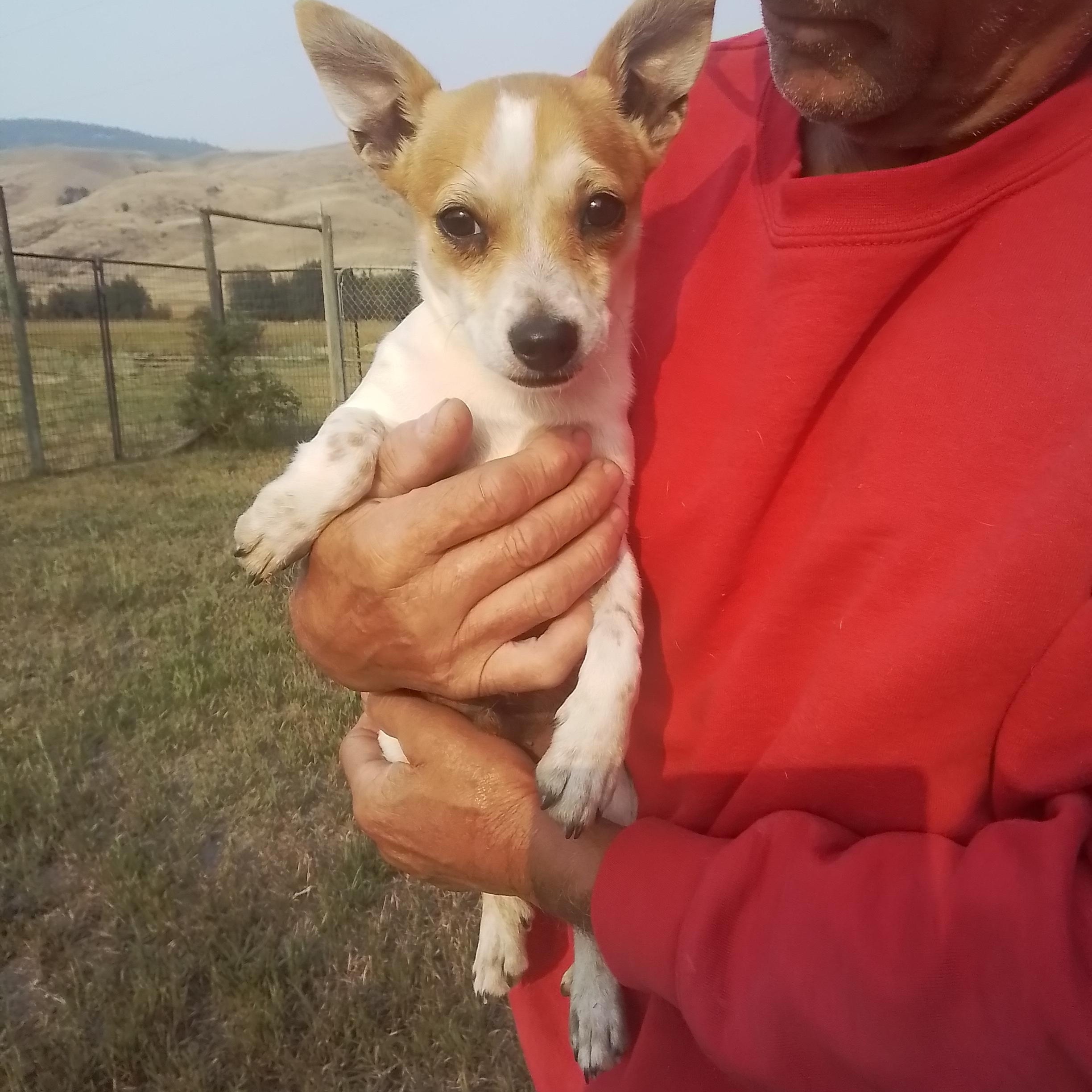 Toby, an adopted mixed breed in Marysville, WA image 5/5
