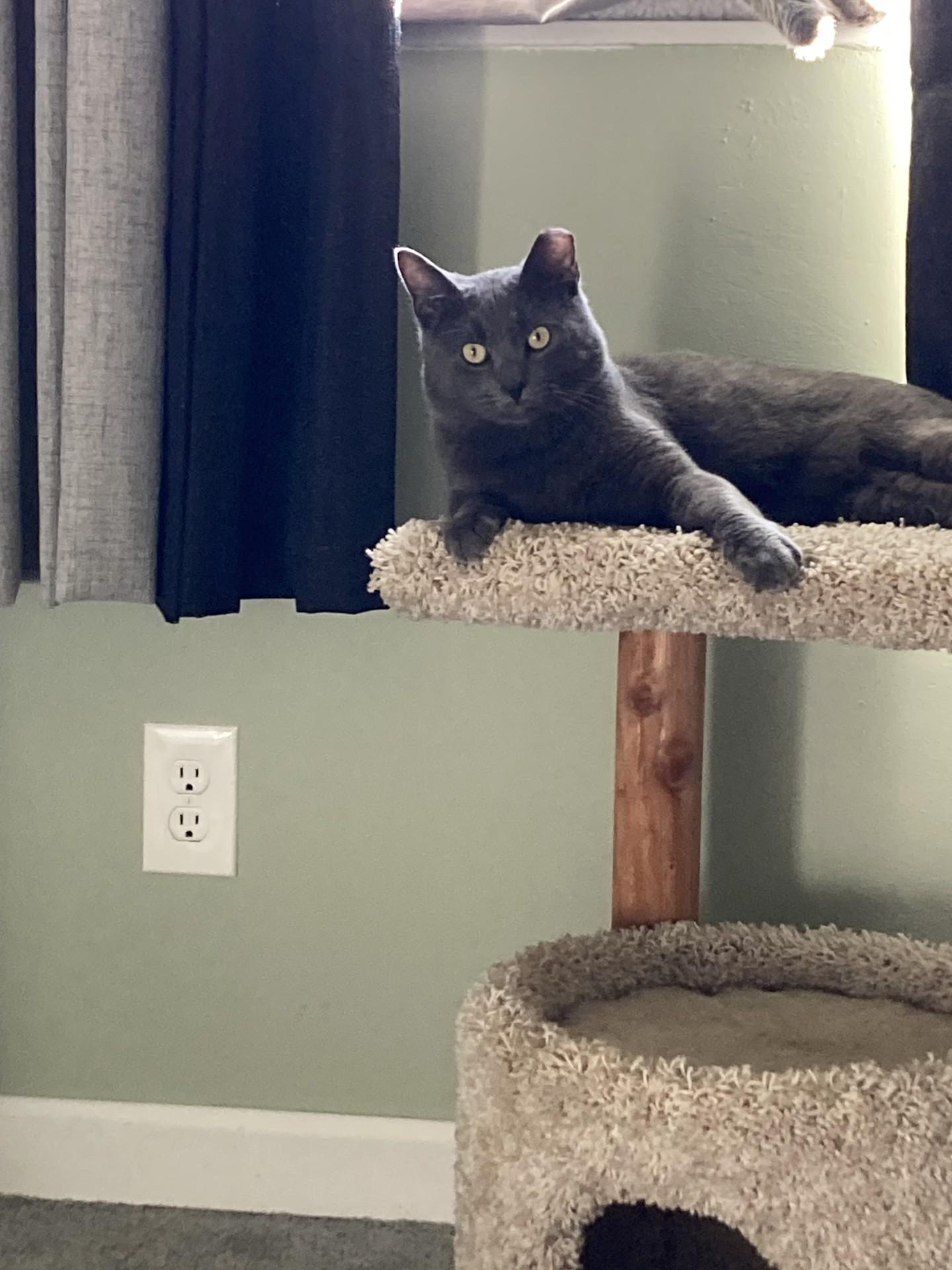 Ethan-Fee Sponsored, Young Male Domestic Short Hair