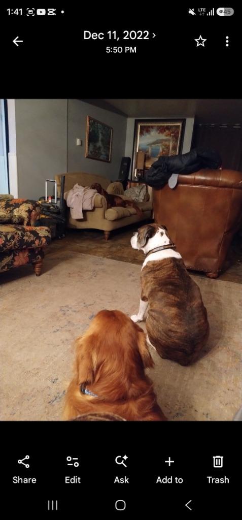 Dixie *** Courtesy Listing***, Adoptable, Senior Female Boxer.