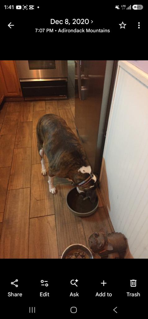 Enlarge Dixie *** Courtesy Listing***, a Adoptable Boxer in Peru, NY image 2/3