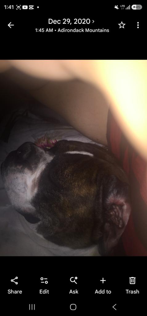 Enlarge Dixie *** Courtesy Listing***, a Adoptable Boxer in Peru, NY image 3/3
