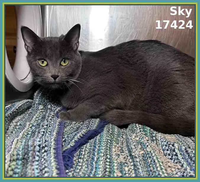 Enlarge SKY, an adopted mixed breed in Marietta, GA image 2/4