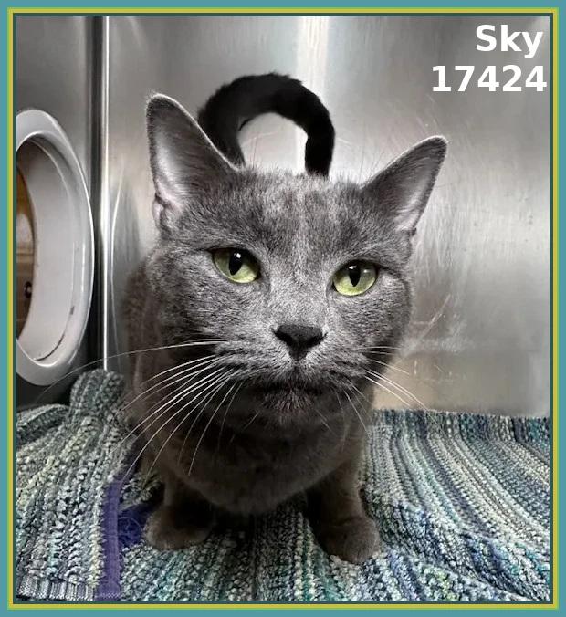 Enlarge SKY, an adopted mixed breed in Marietta, GA image 4/4