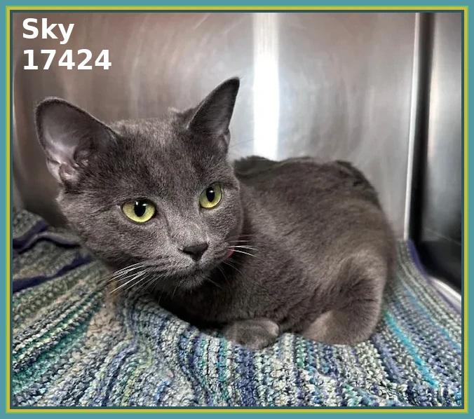 SKY, adopted, Young Female Domestic Short Hair.