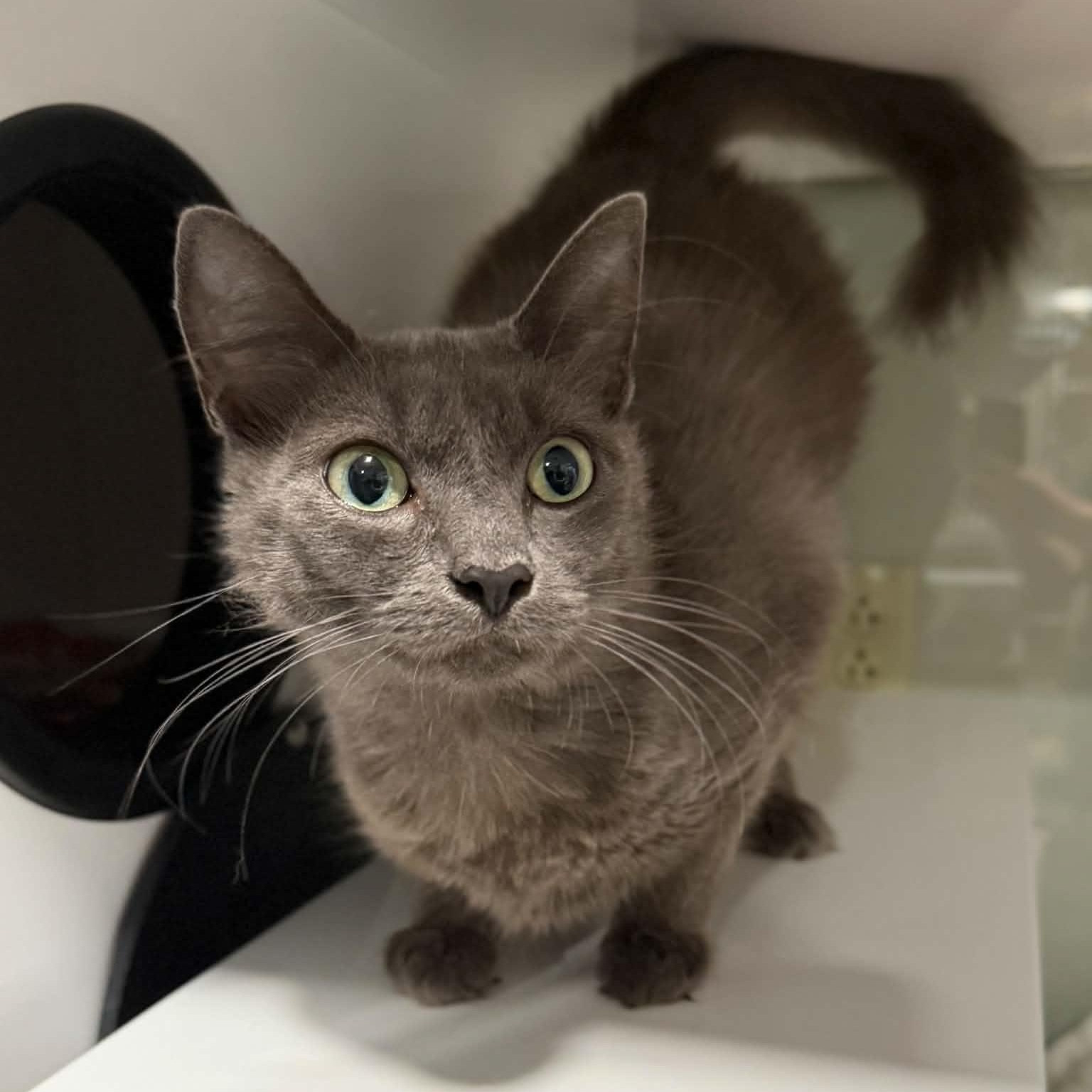 Delanie, ADOPTABLE, Adult Female Domestic Medium Hair & Maine Coon.