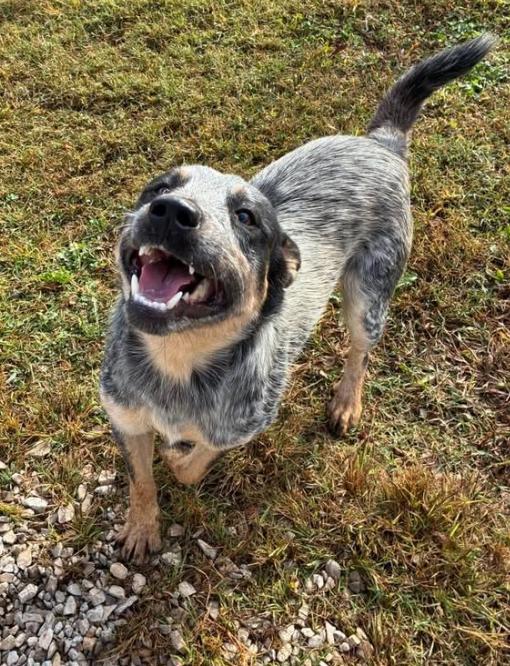 Enlarge Cobweb, a Adoptable mixed breed in Munfordville, KY image 1/2