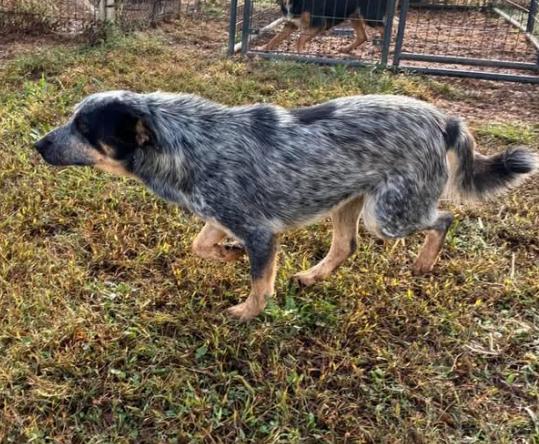 Enlarge Cobweb, a Adoptable mixed breed in Munfordville, KY image 2/2