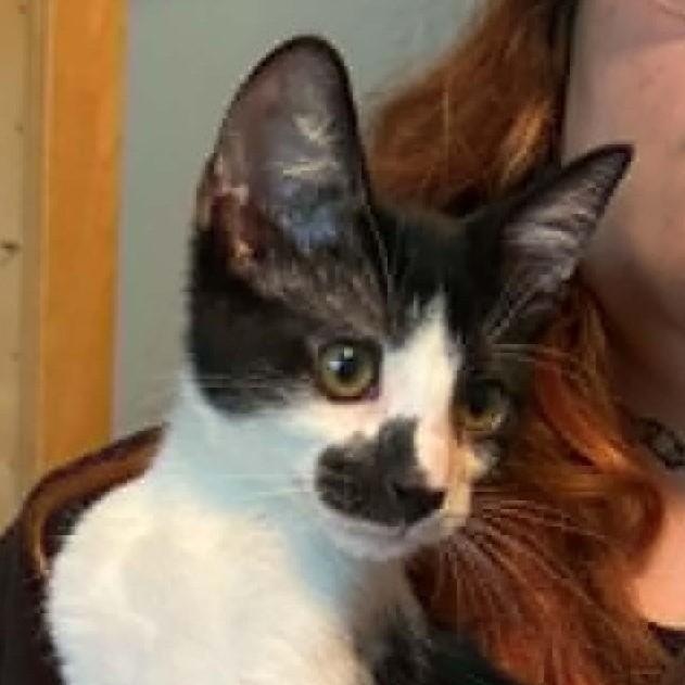 Felix, adoptable, Kitten Male Domestic Short Hair.