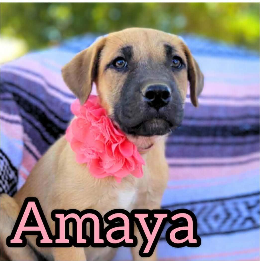 Enlarge Amaya, an adopted mixed breed in Anza, CA image 1/1