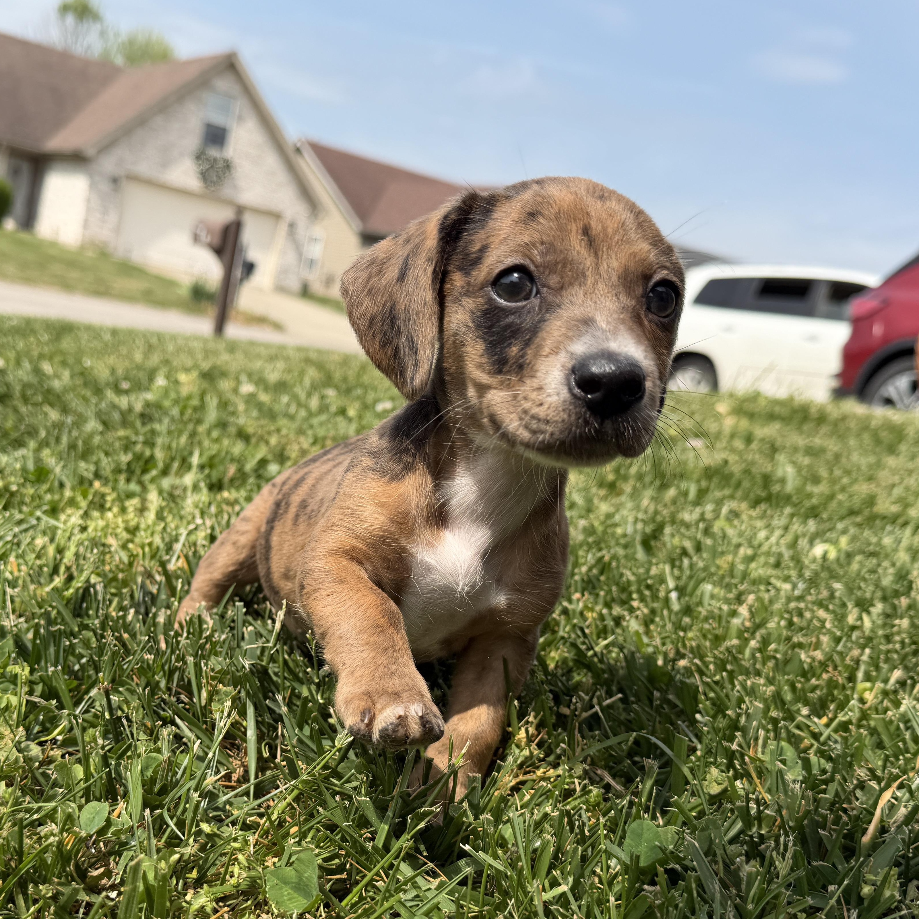 Enlarge Gloria, an adopted mixed breed in Jeffersonville, IN image 2/3