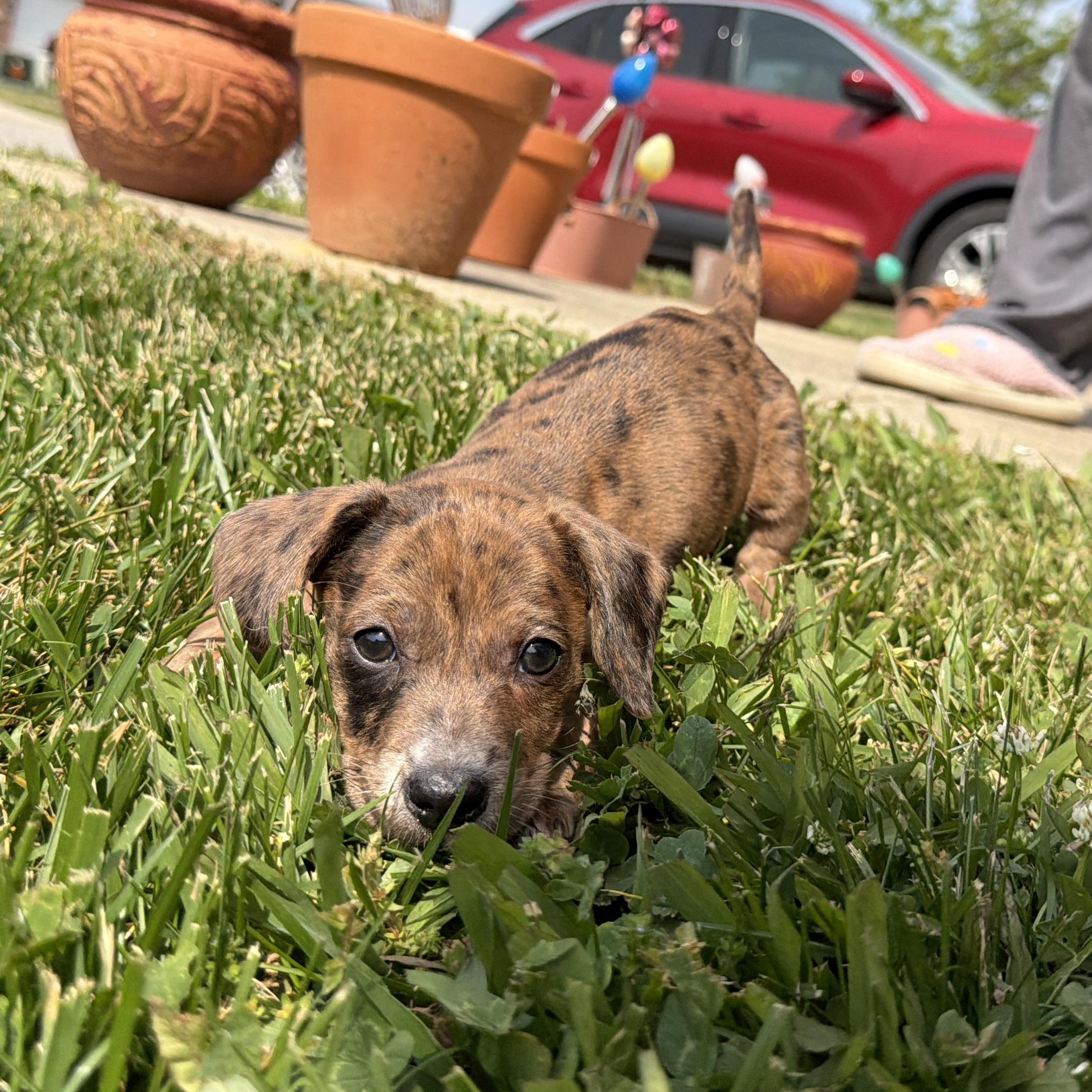 Gloria, adopted, Puppy Female Miniature Dachshund.