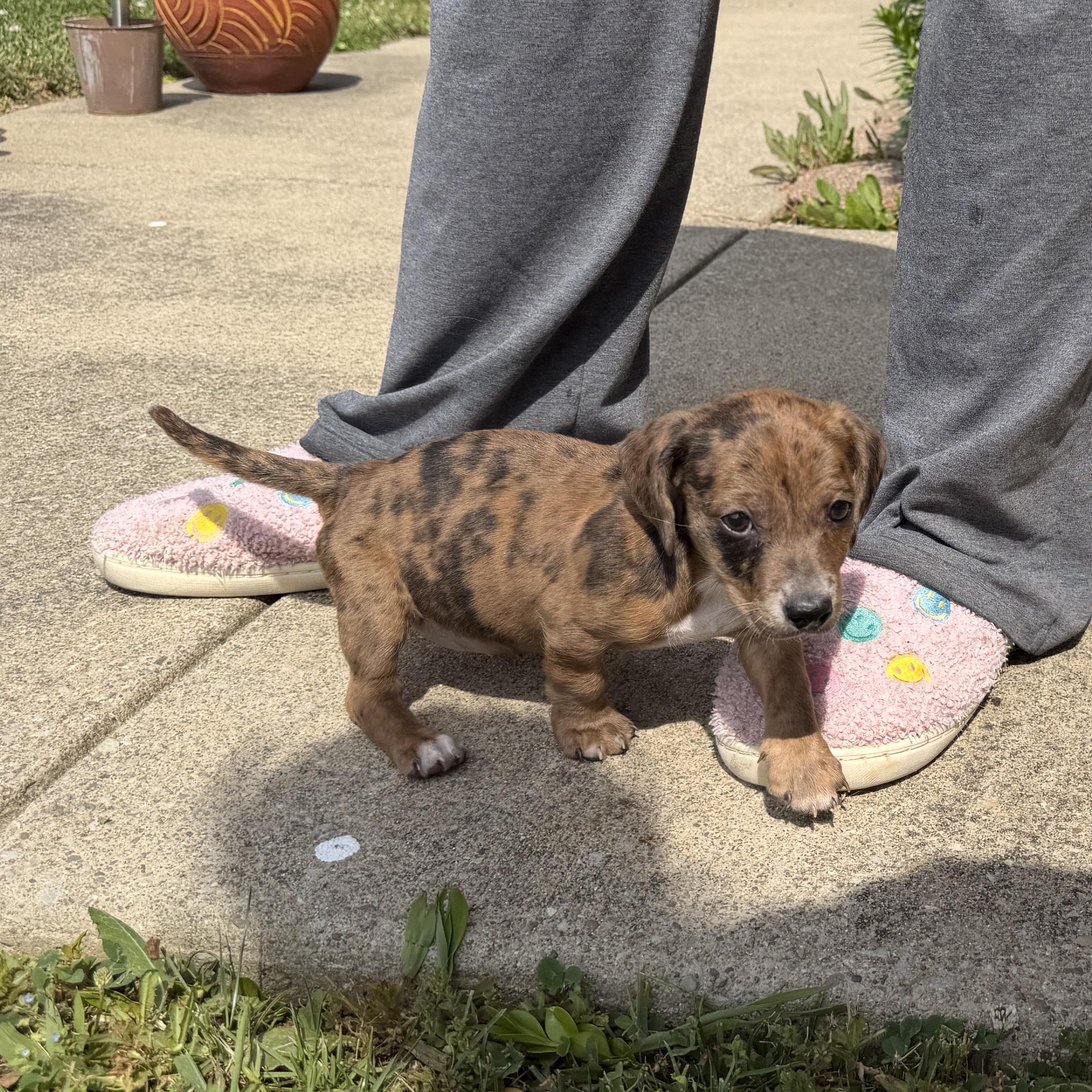 Enlarge Gloria, an adopted mixed breed in Jeffersonville, IN image 3/3
