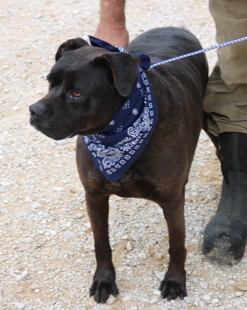 Enlarge Bob, a Adoptable Cane Corso in Bandera, TX image 1/10