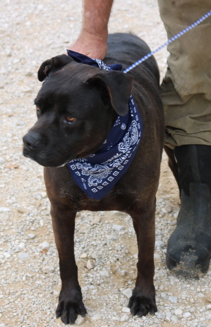 Enlarge Bob, a Adoptable Cane Corso in Bandera, TX image 2/10