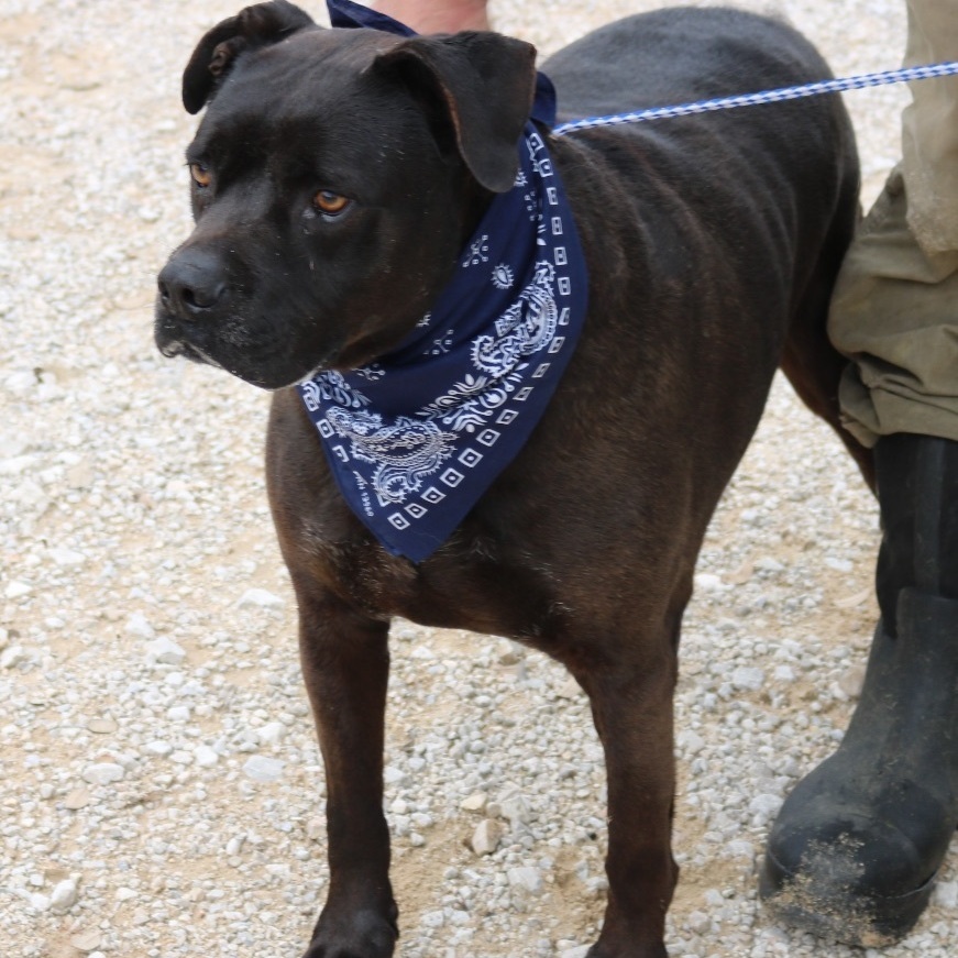 Enlarge Bob, a Adoptable Cane Corso in Bandera, TX image 3/10