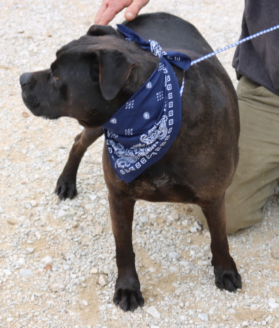 Enlarge Bob, a Adoptable Cane Corso in Bandera, TX image 4/10